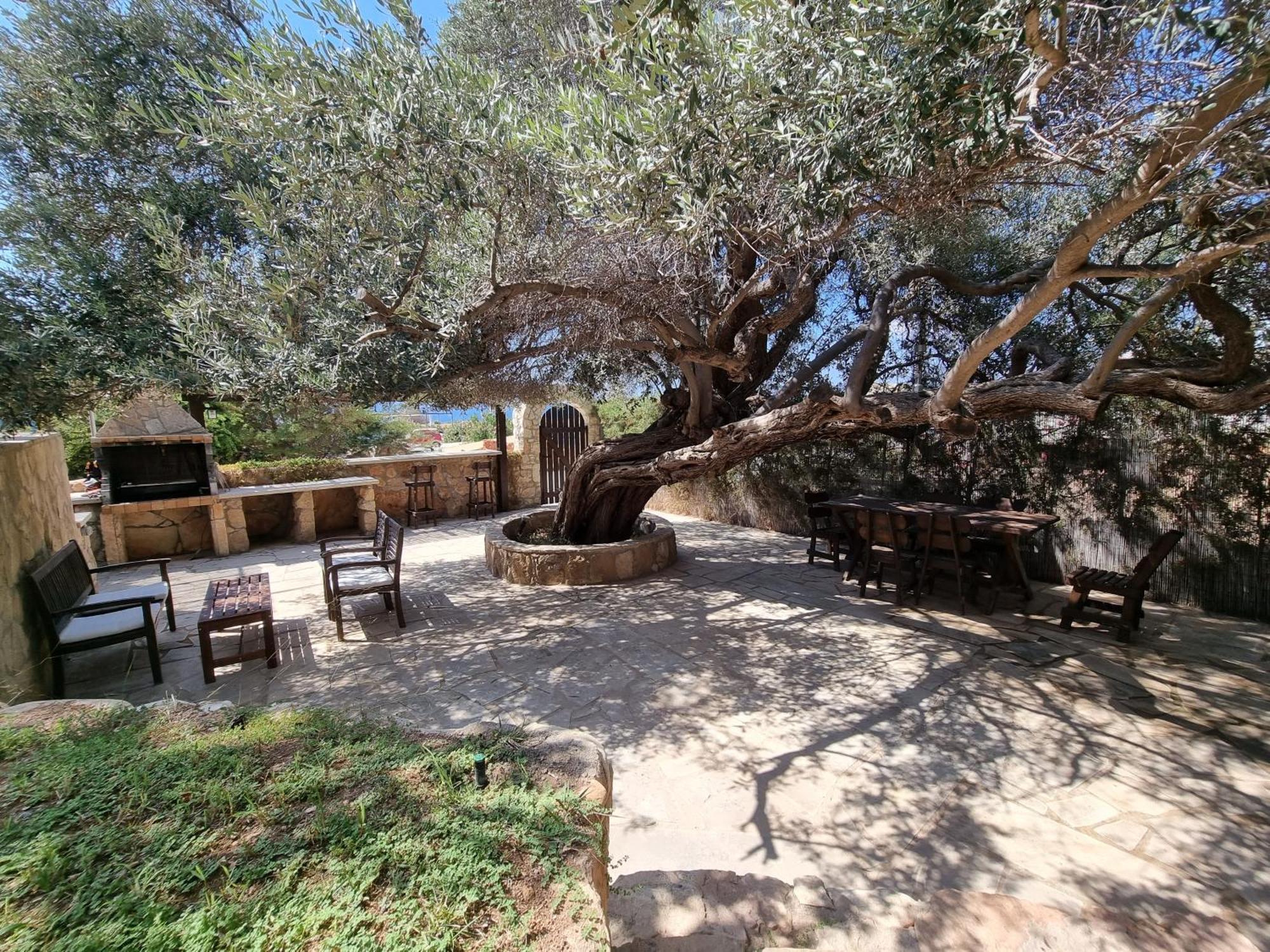 Olive Beach Villa Pegeia Eksteriør billede