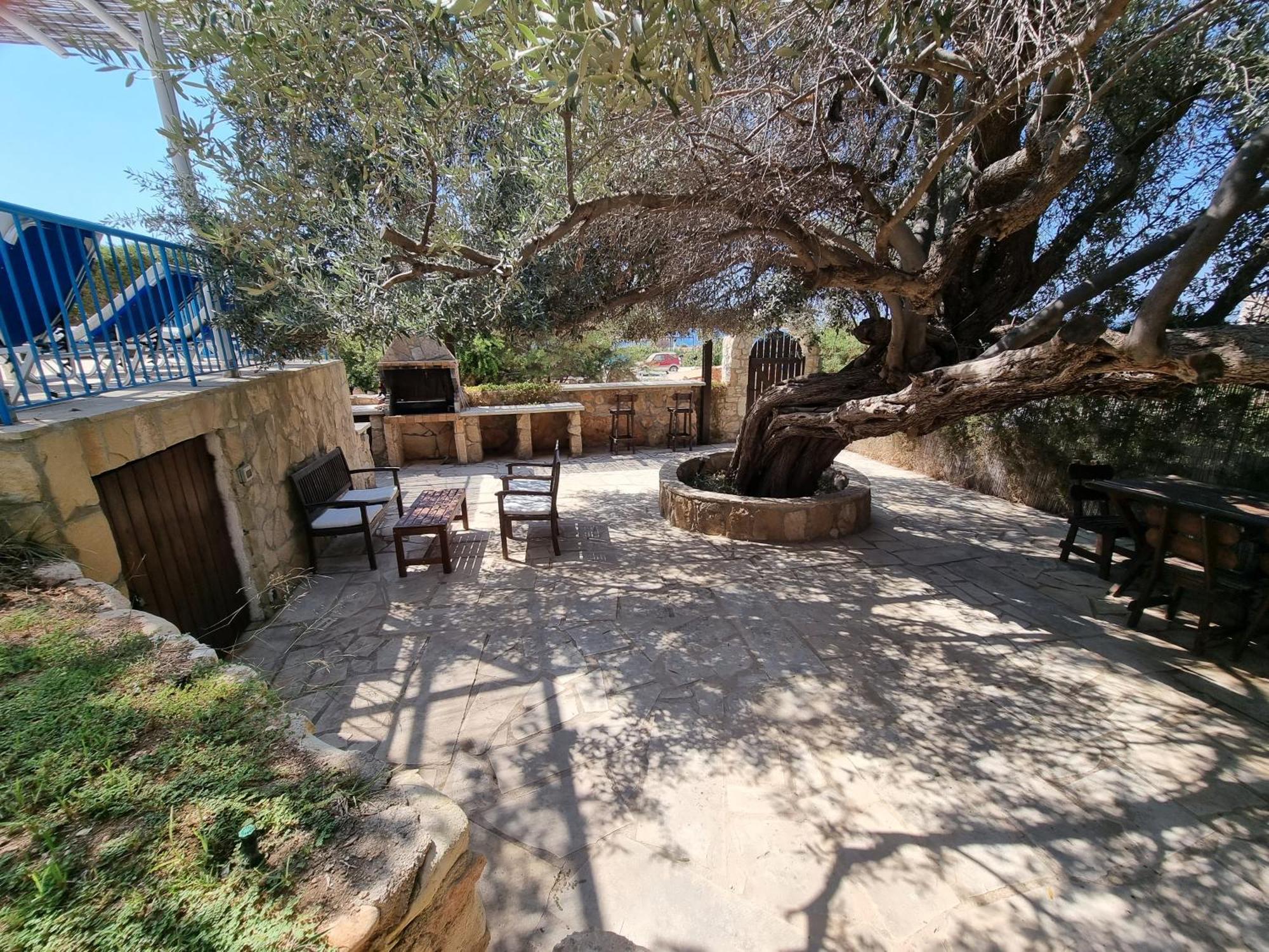 Olive Beach Villa Pegeia Eksteriør billede