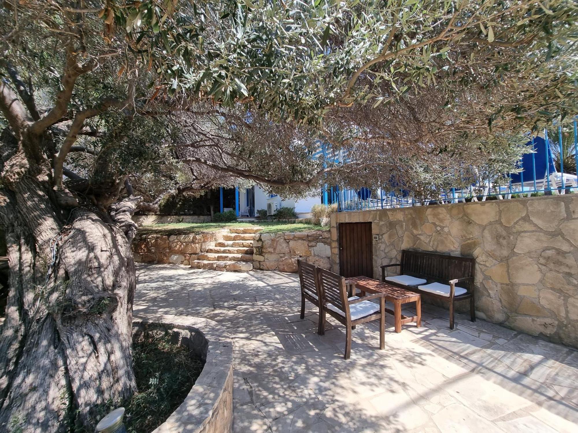 Olive Beach Villa Pegeia Eksteriør billede